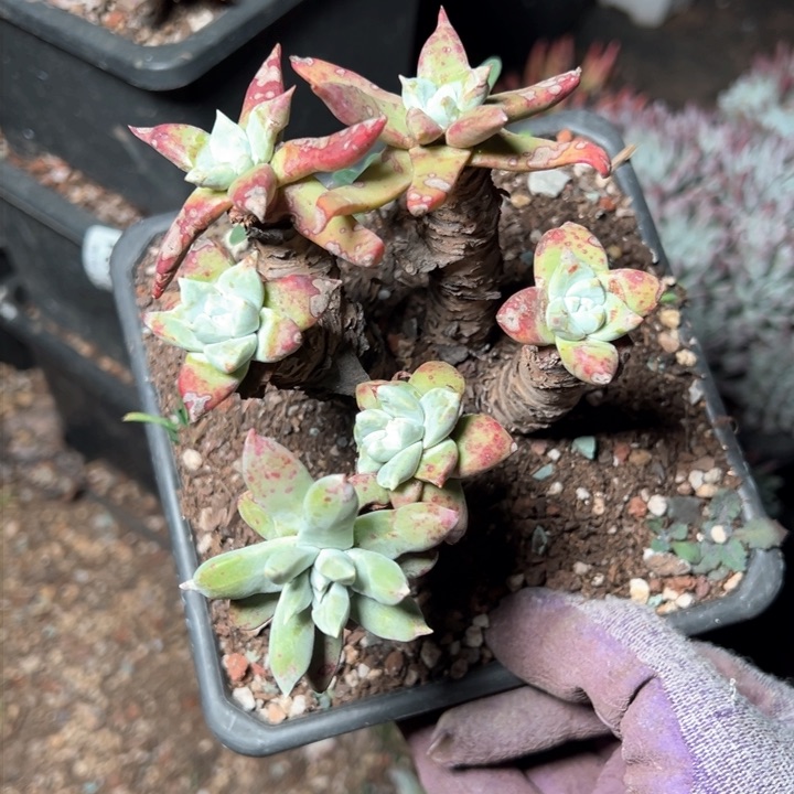 1278苹果叶群生哈哈哈哈哈哈