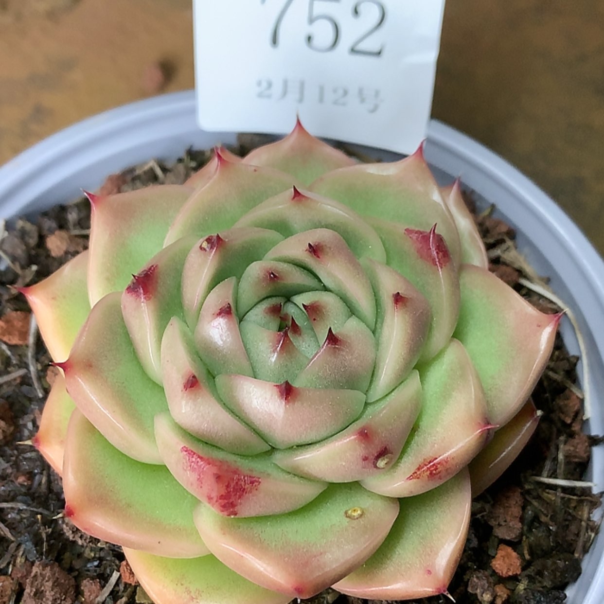 【闪购商品】云752