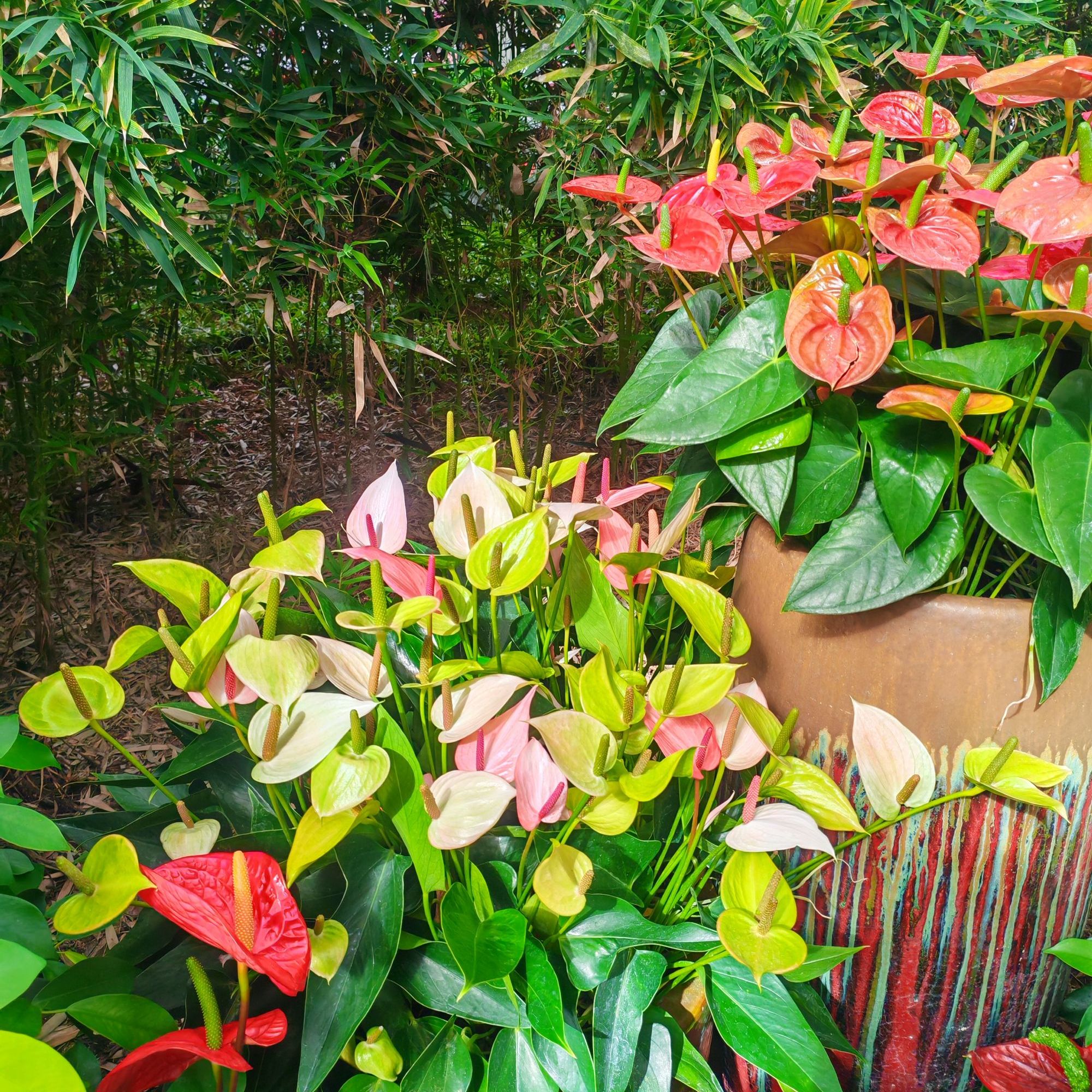 广花年宵花彩色红掌基地带花发货四季开花水培室内盆栽花卉土培