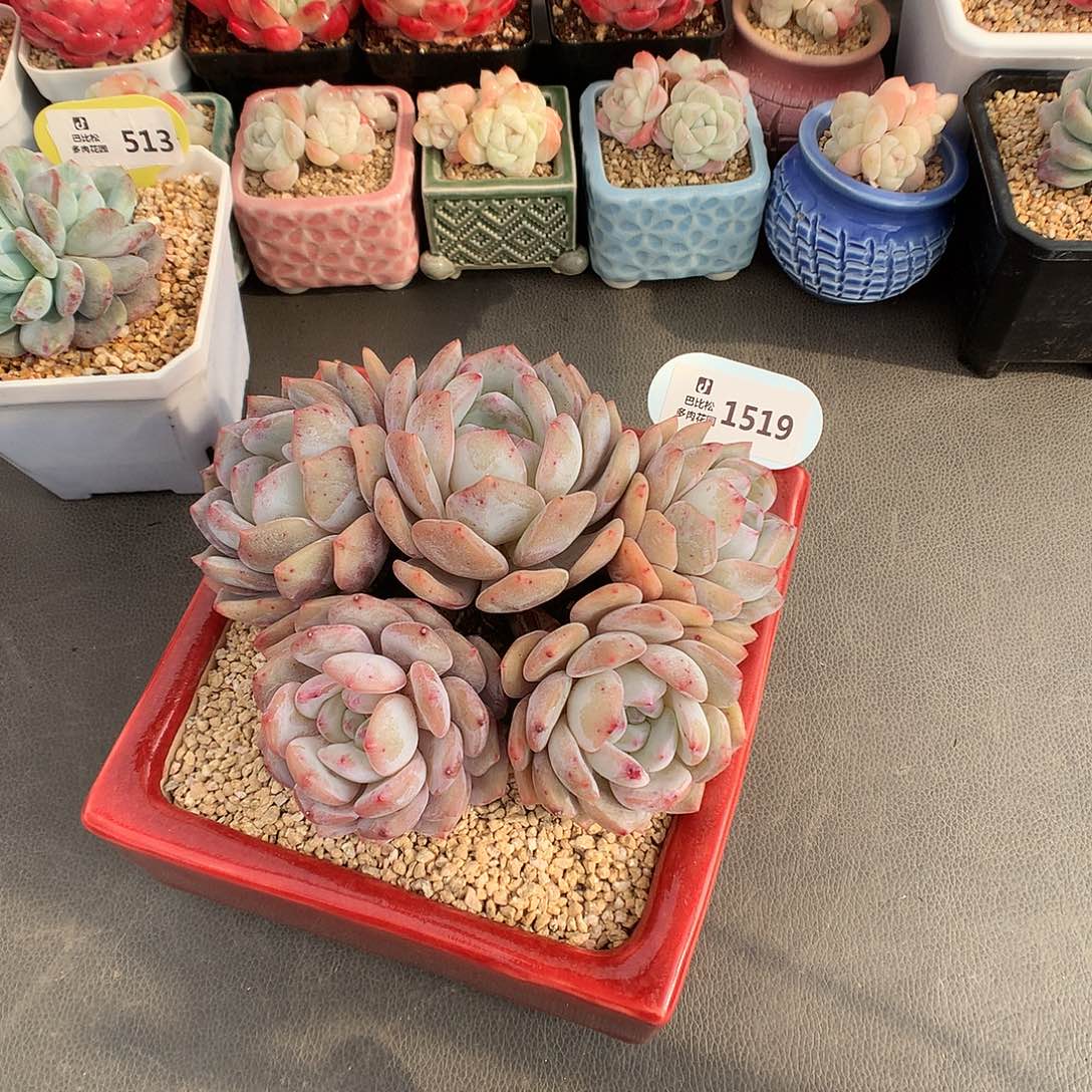 1519 特五头老桩橙梦露