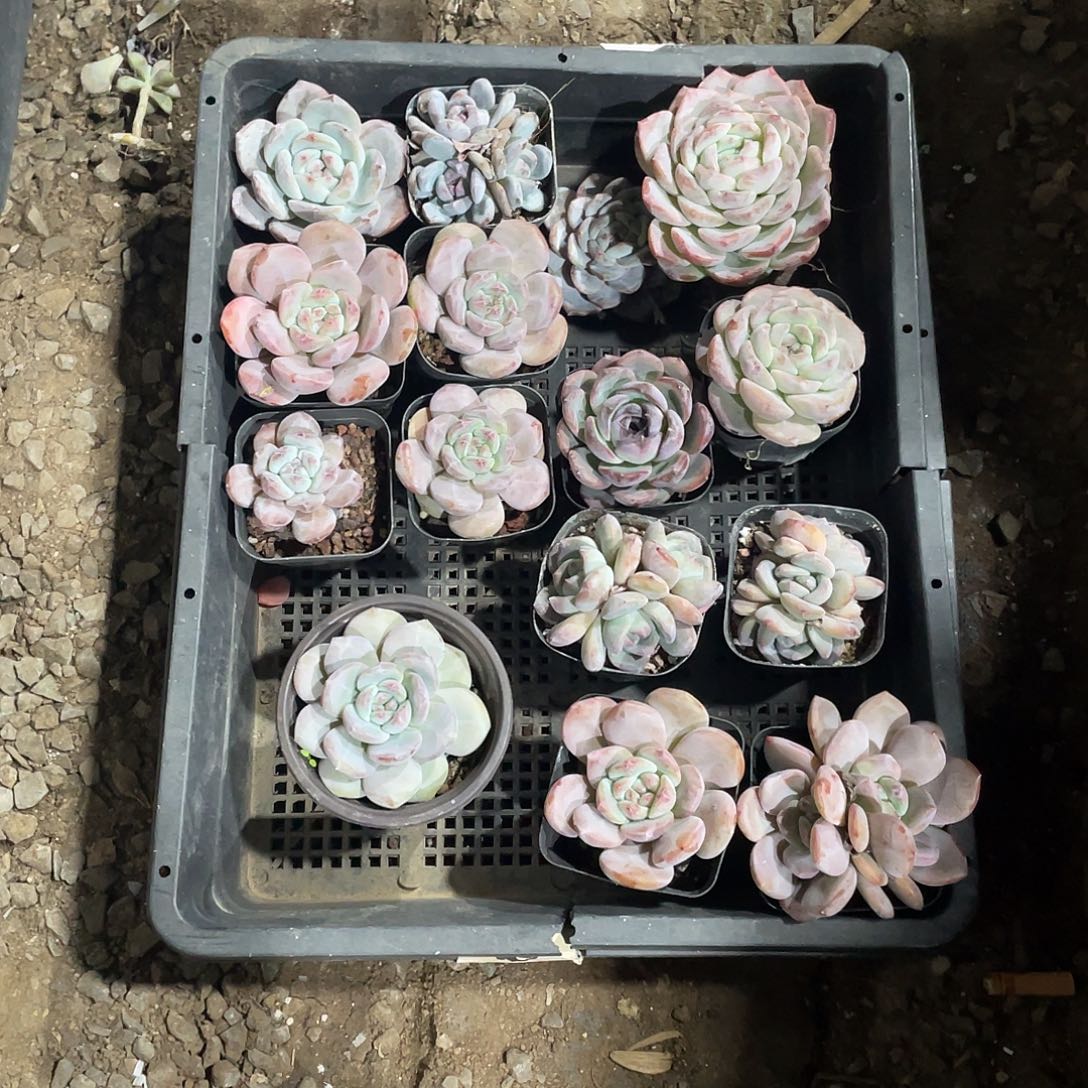 漠***笑冰种吊脚红玛瑙挂毯手提