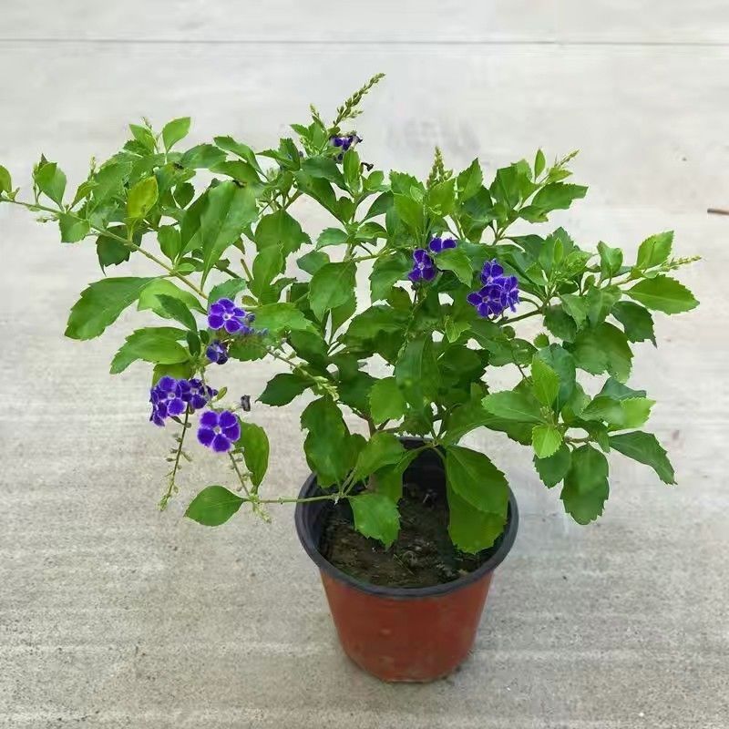 紫色巧克力香味花卉绿植盆栽