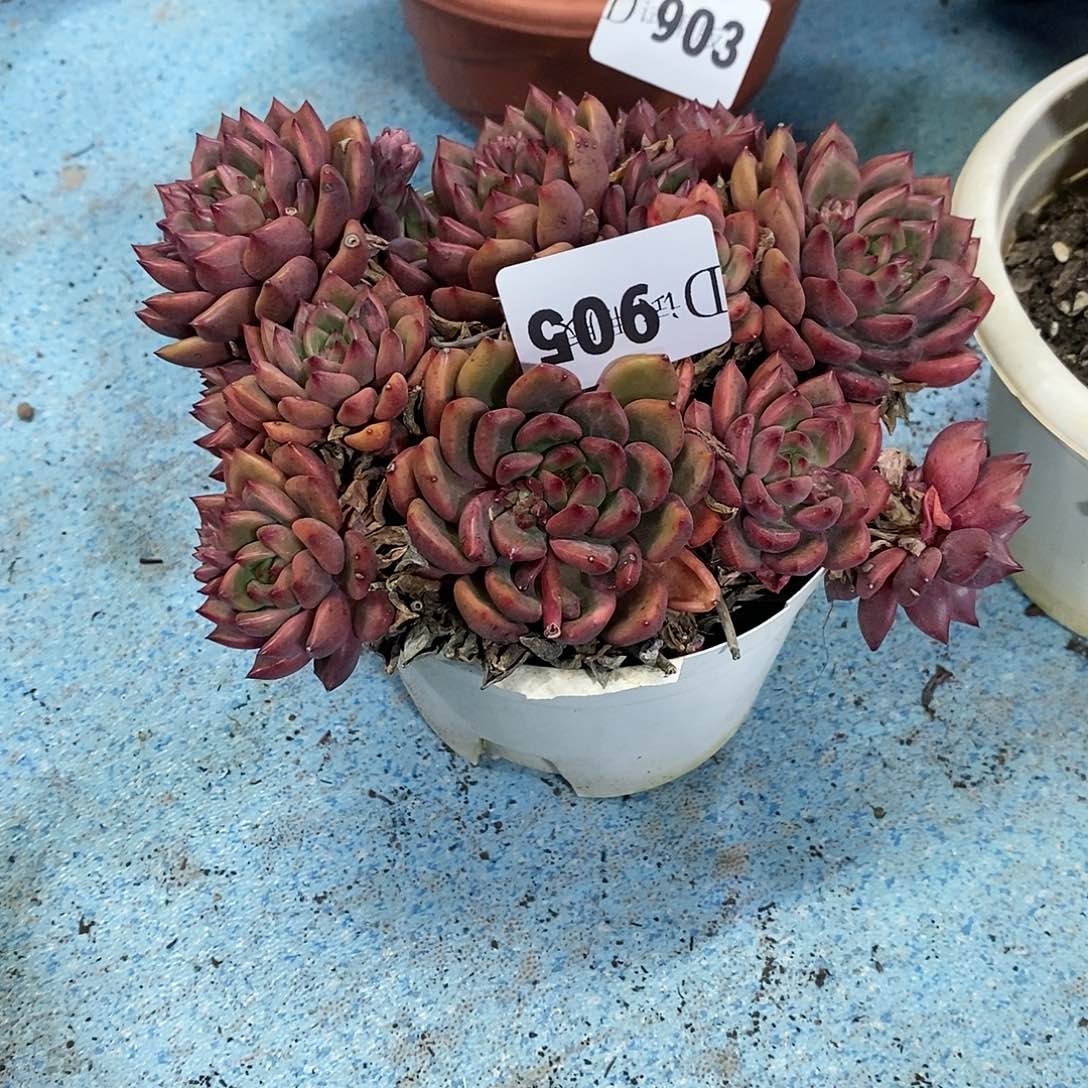 Y***辰905红酒冬云多肉