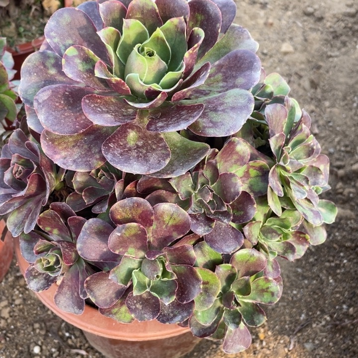 叮***当无花朵573魅金玫瑰