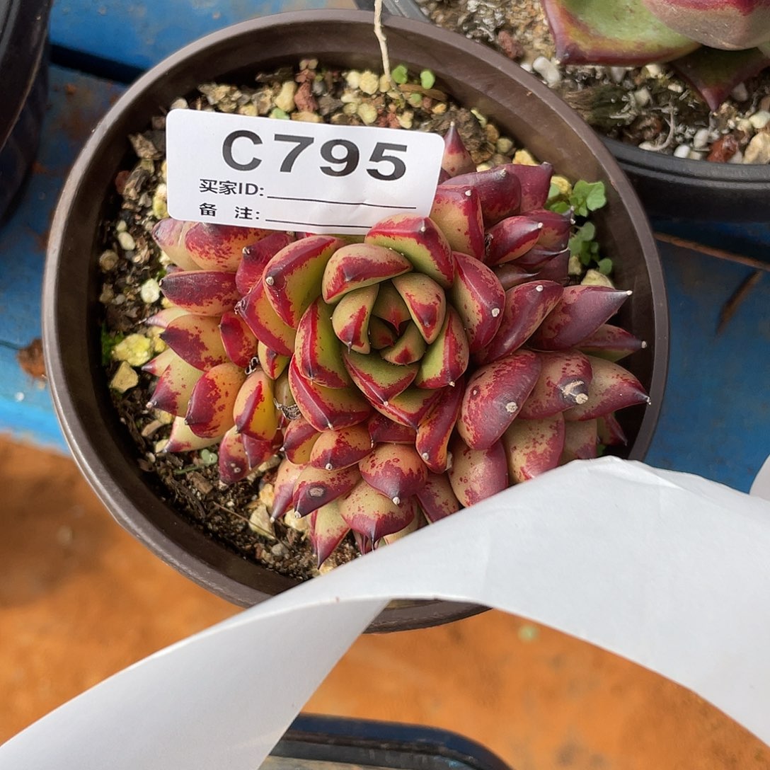 若如东云单拍C795