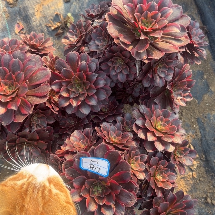 三颗水果糖多肉法师不包损17