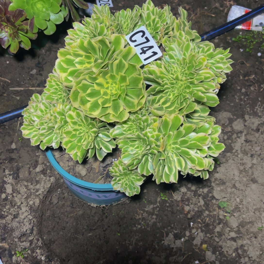 迈巴赫法师16///////14包邮