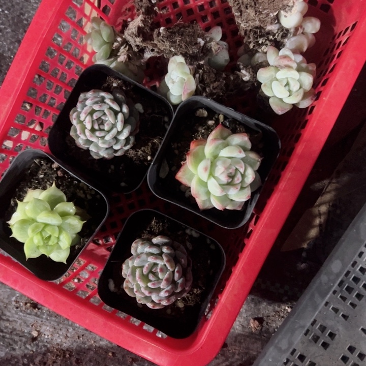 草*酱冰玉精品多肉植物