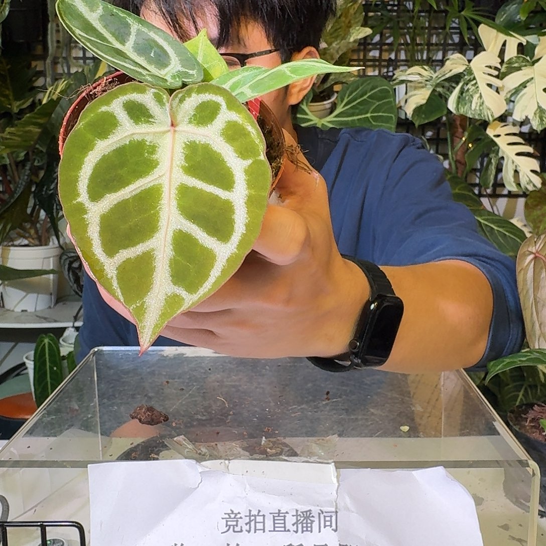 不开花植物C61红虎杂铜锣烧