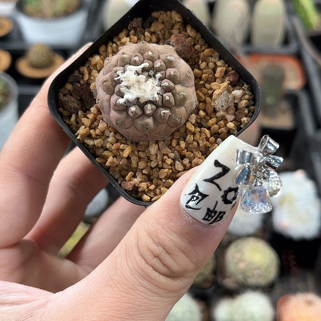 有仙人单头发货有根发货