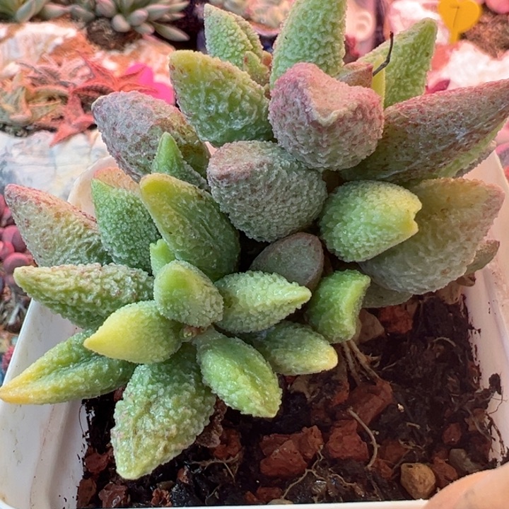 王****）我也想要这样一款