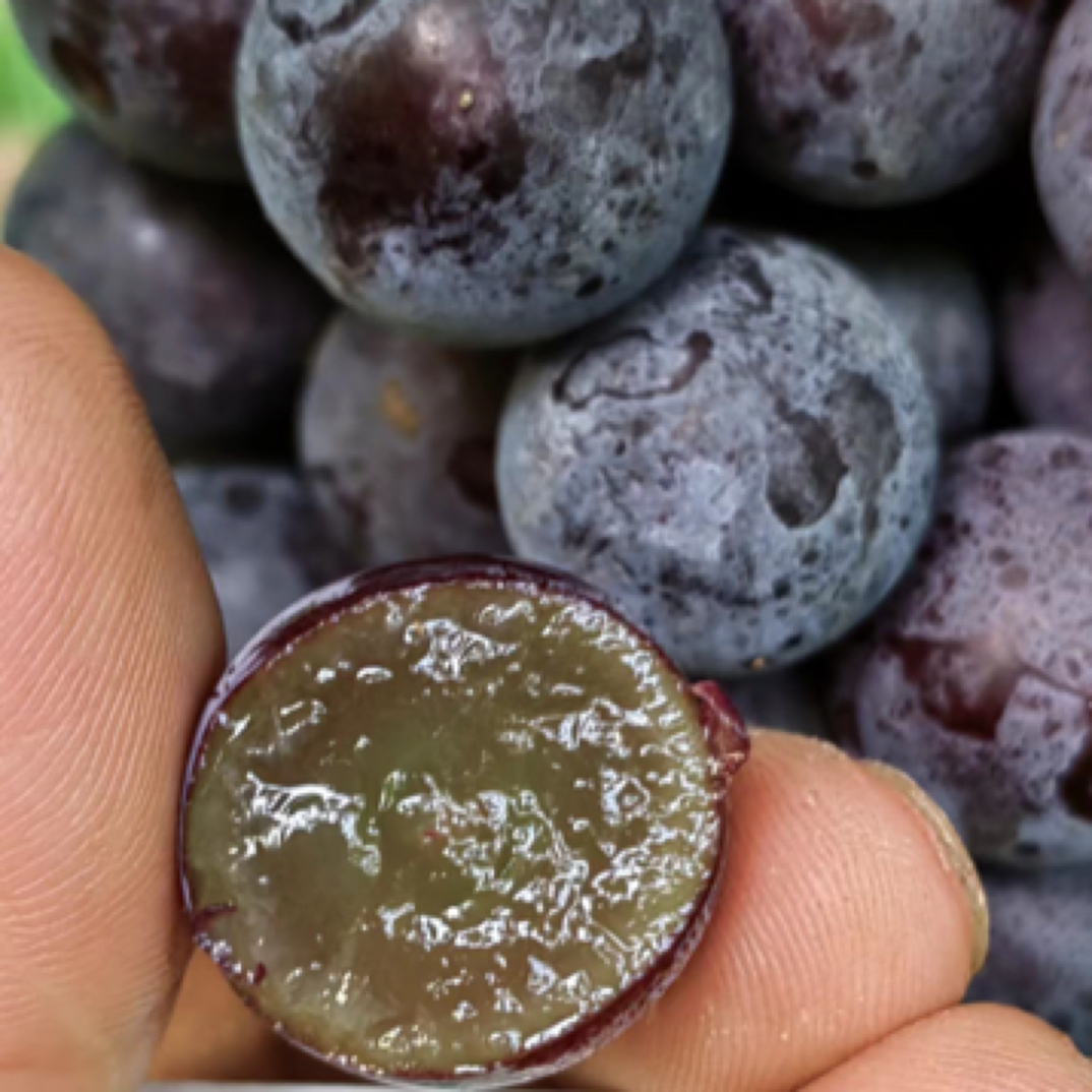 玫瑰香葡萄*带箱5斤葡萄同城送湖北省