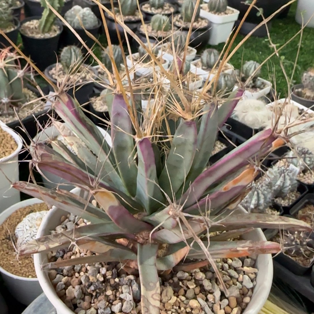 脱土发 实生1111111