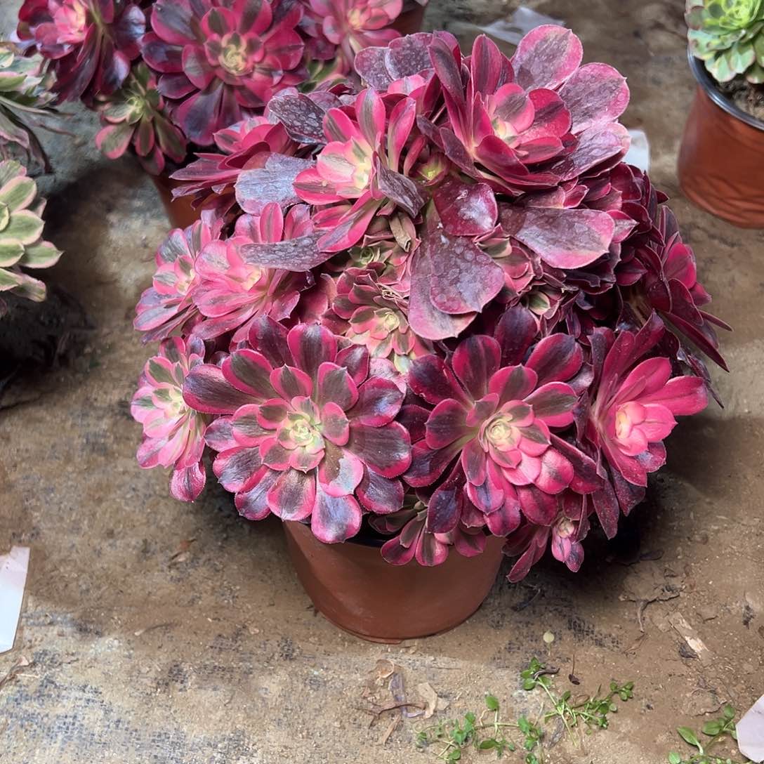 108多肉000000000000