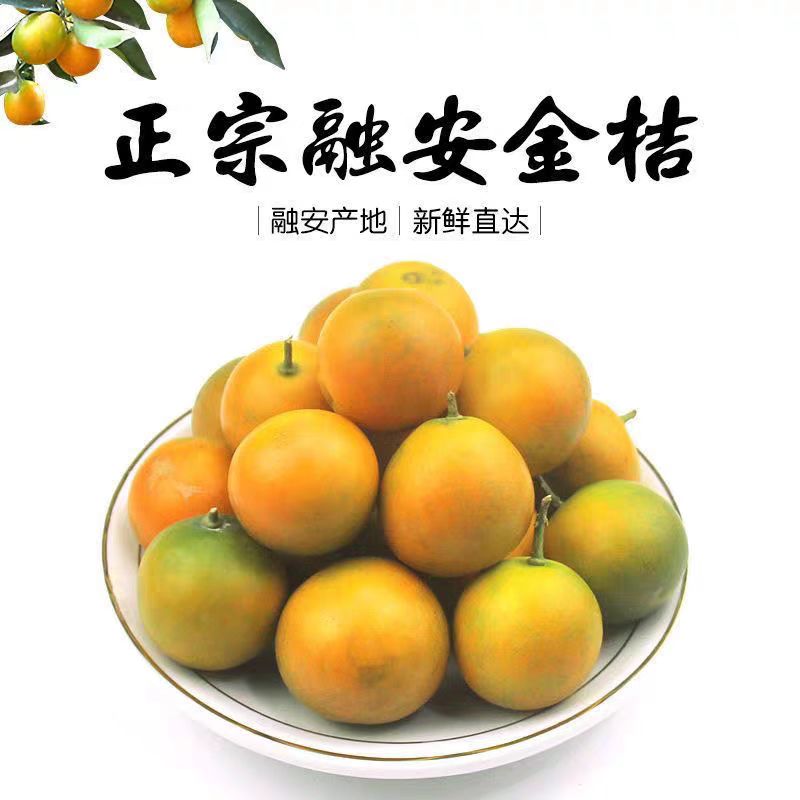 【第二代】融安金桔滑皮金桔纯甜现摘现发当季新鲜水果香甜金桔