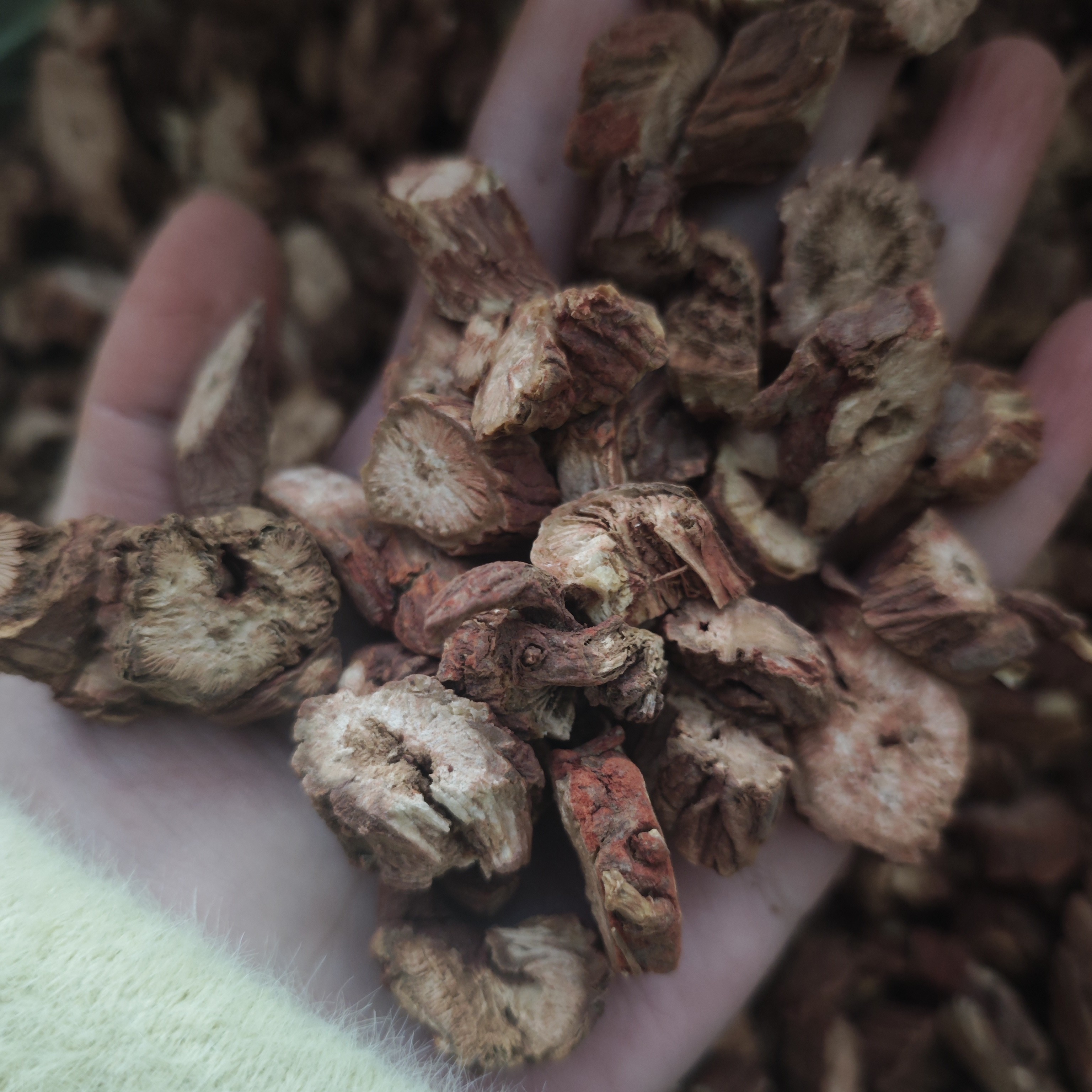 丹参可搭配黄芪山楂三通茶可泡水喝适用于中老年