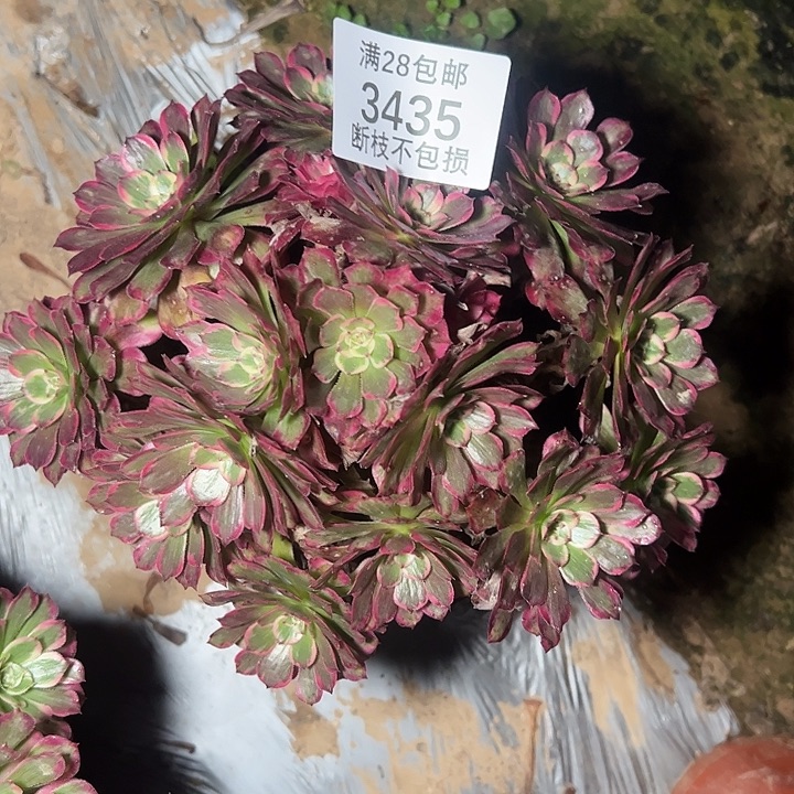 3435霁月多肉植物