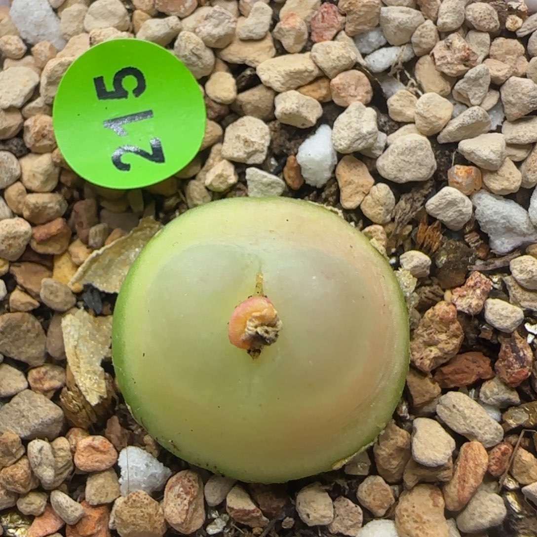 拉登1.8+多肉植物215