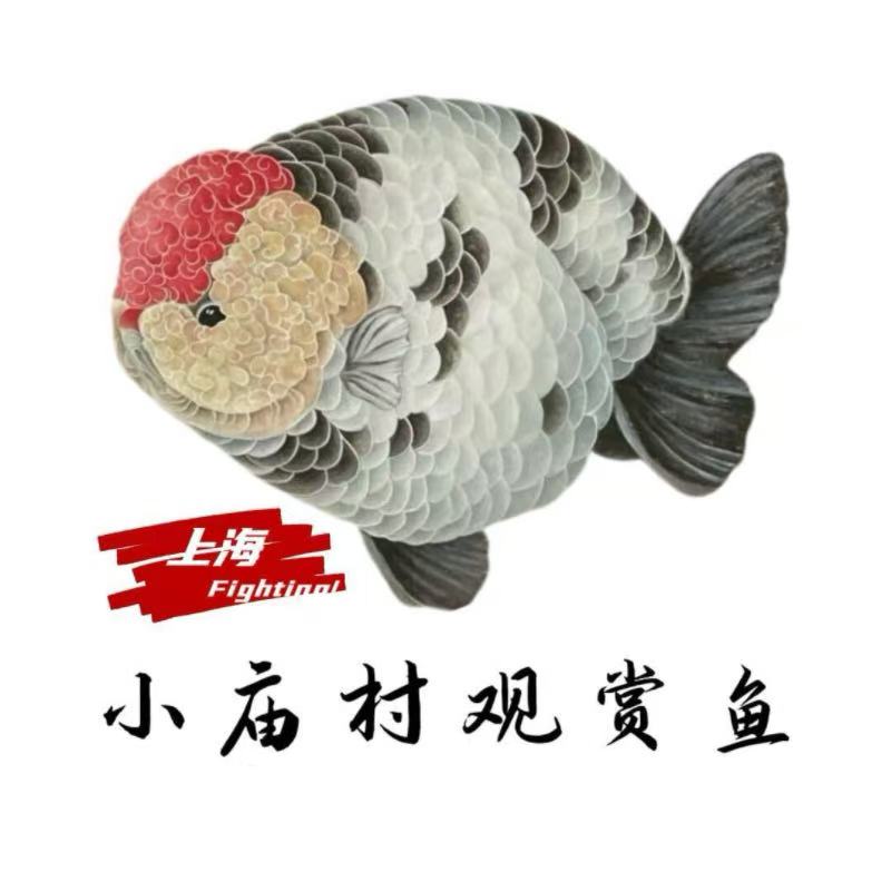 直播挑好鱼！小庙村寿星兰寿 百褶/将军/玛丽泰狮 全品类开抢