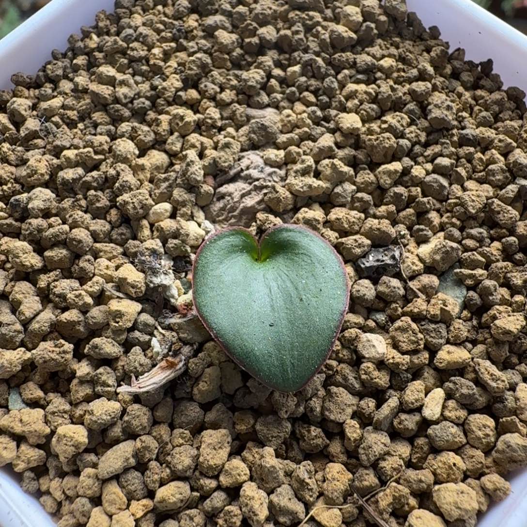 红色爱心326 仙人球