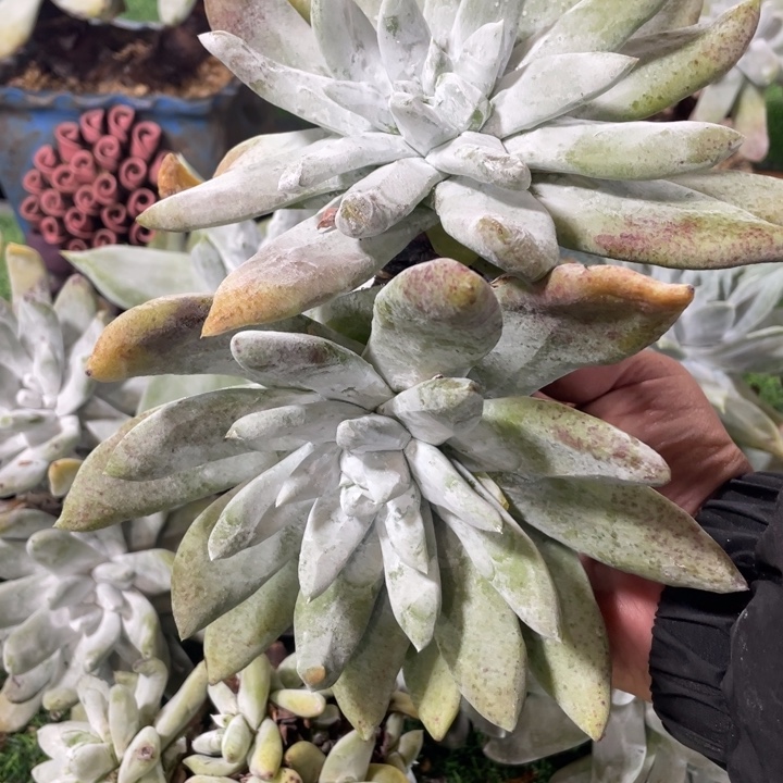 大脸帕翠莎粗桩福利