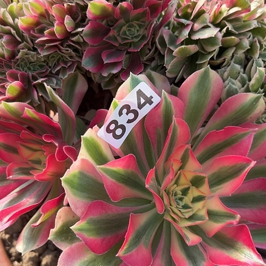 余***随多肉植物一个女巫834