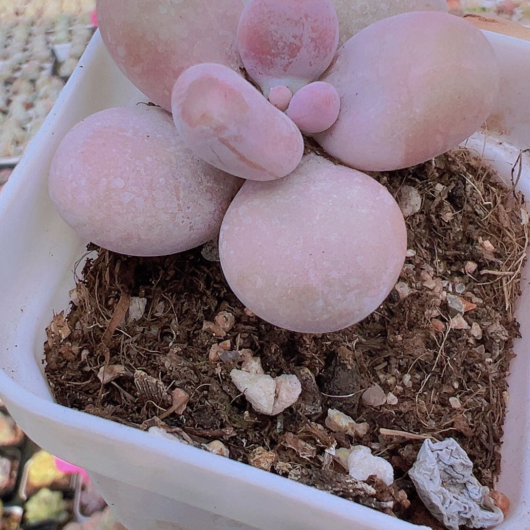 文斯通奶酪19多肉植物