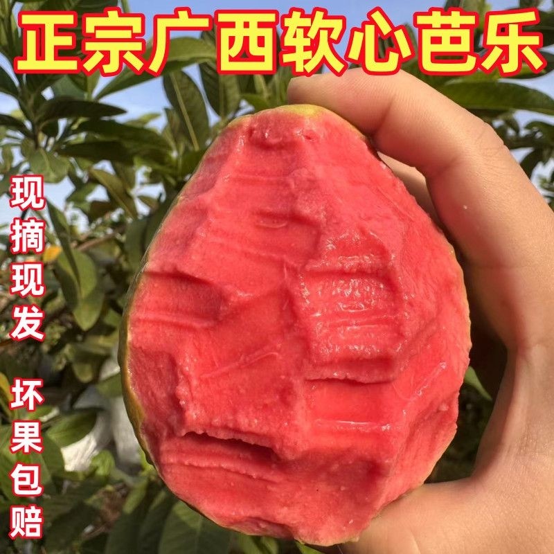 顺丰【草莓冰淇淋口感】广西软心红心番石榴现摘现发新鲜水果软芭乐