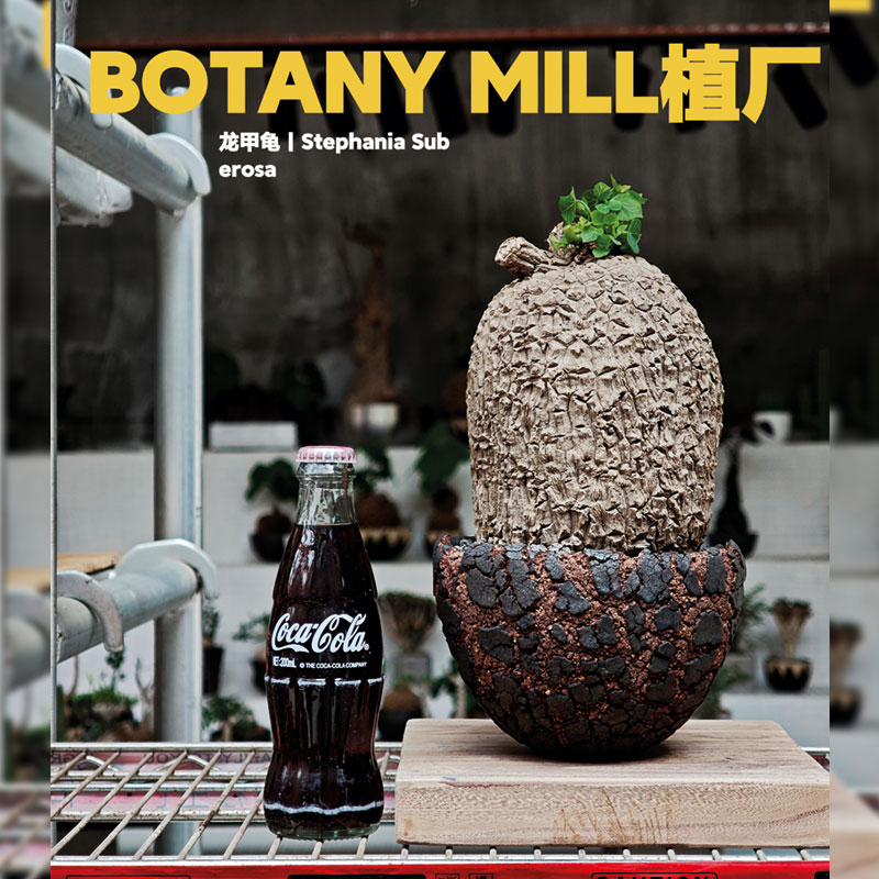 BOTANY MILL植厂 泰国产地龙甲龟 圆柱形桩 室内耐阴好养 含盆