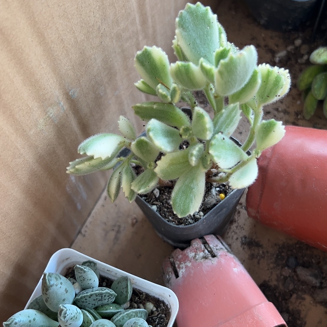 多肉植物多肉植物