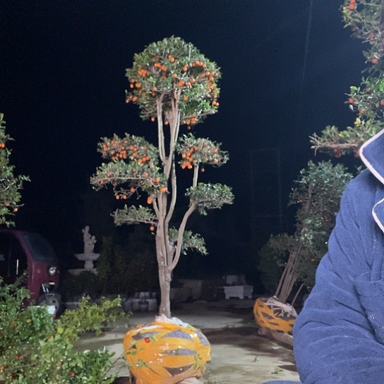 无花朵金弹子庭院原生品种