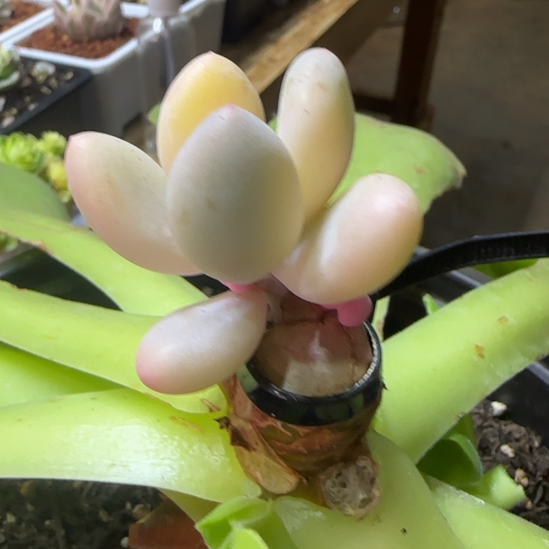 奶酪锦群 多肉植物