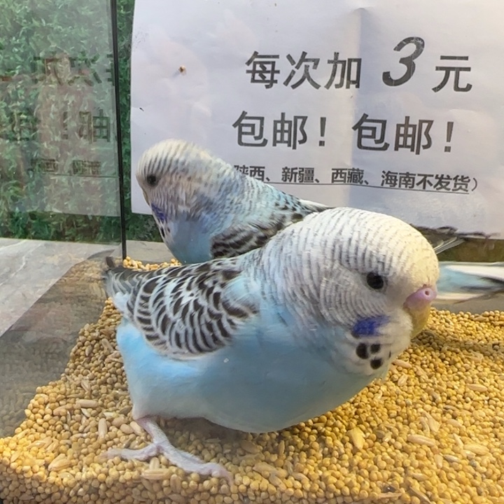 虎皮鹦鹉大头虎皮鹦鹉