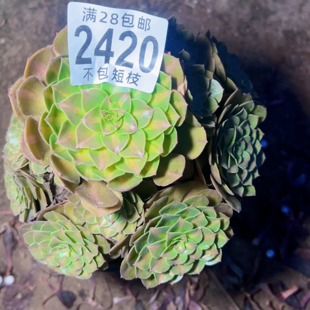 抹茶多肉植物法师2420