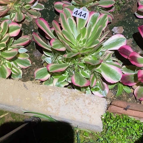 多肉植物法师444粉女郎