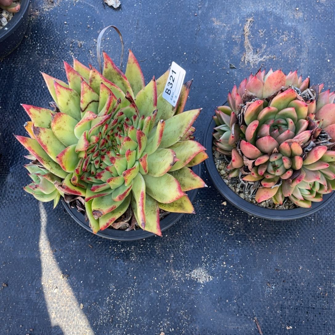 无花朵若如东云单拍B321