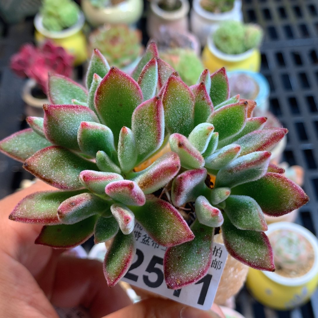 精控多肉植物2511