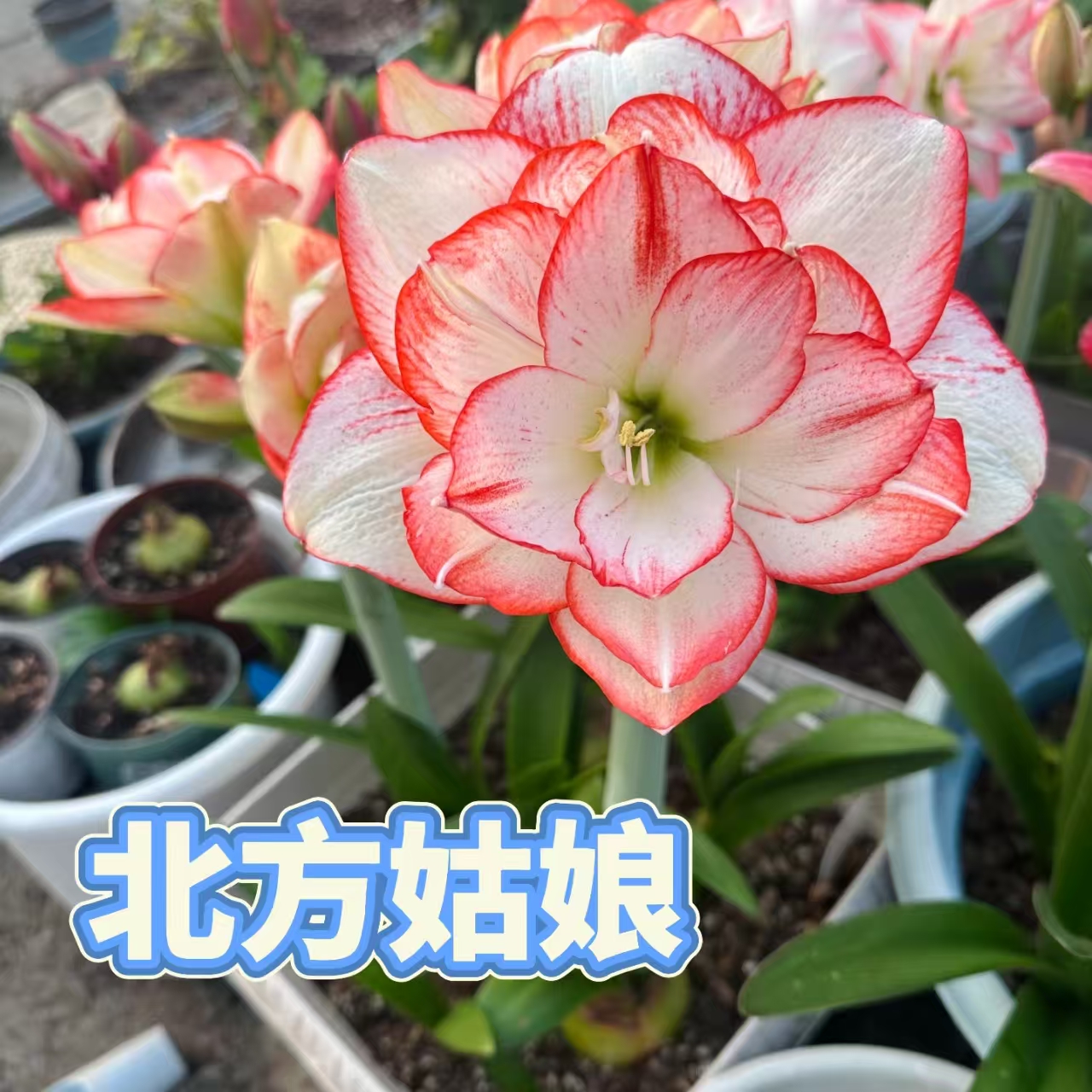 【北方姑娘】朱顶红澳朱重瓣基地自然种球浓香室内盆栽四季开花植物