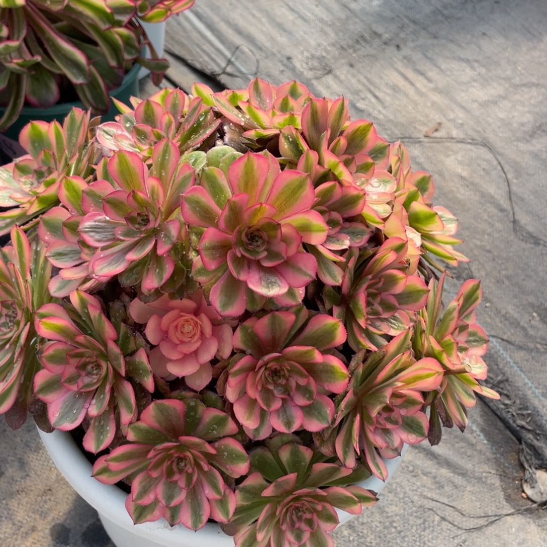 紫砂茶杯恩*0281斤斤计较斤斤计较