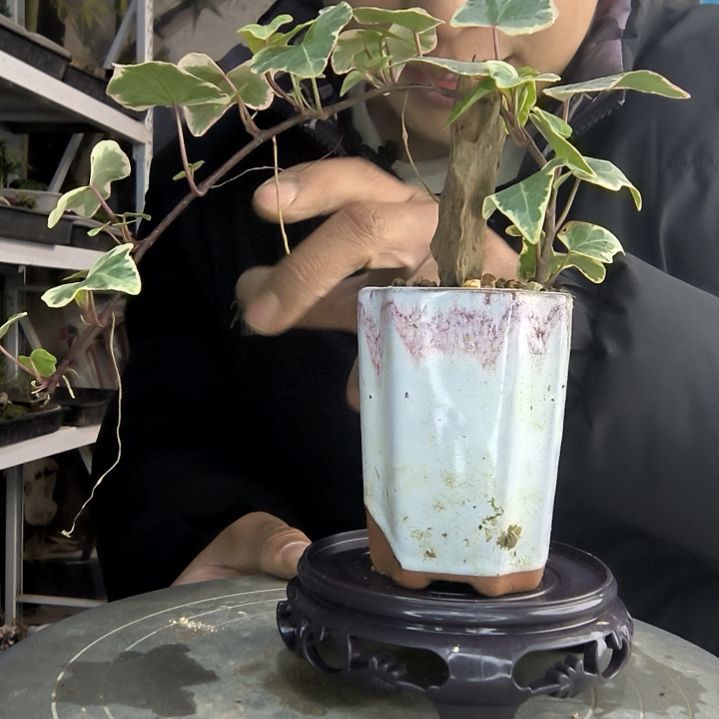 6****西小盆景小植物一物一拍82