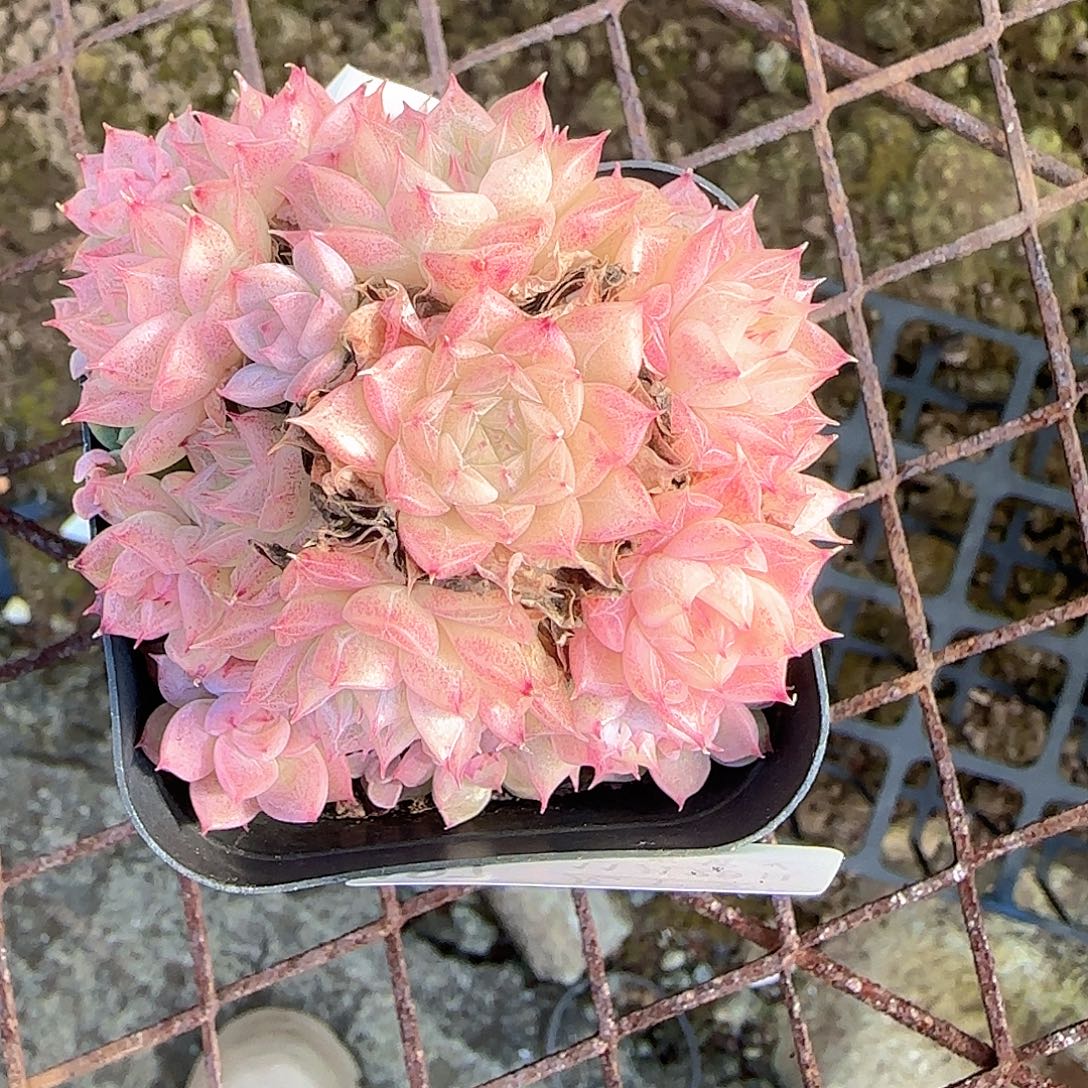 宁***可多肉1128-197麦秆