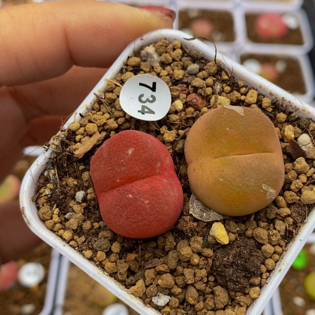 2-2.1cm（多肉植物