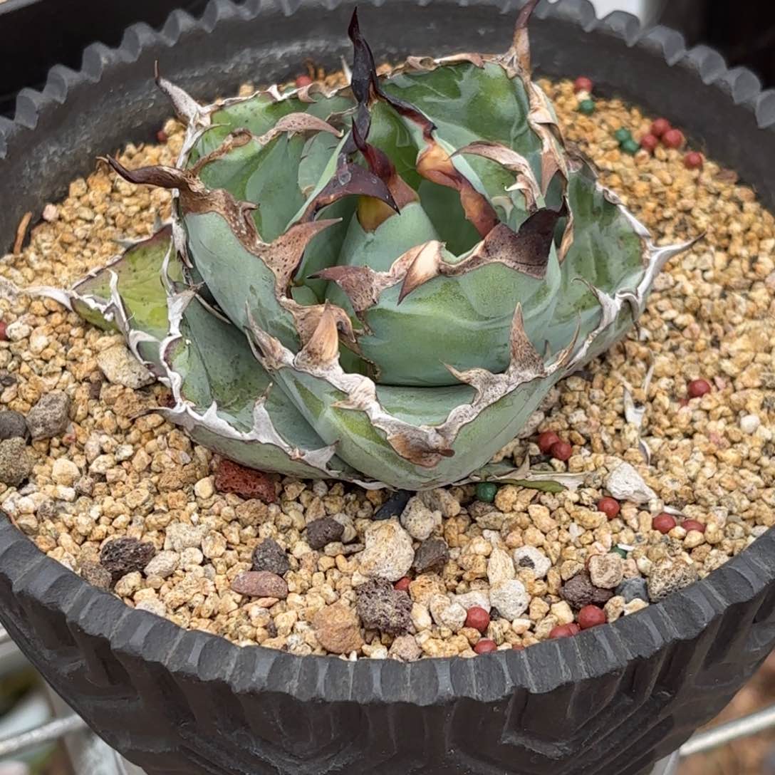 龙舌兰仁王冠蓝鲸