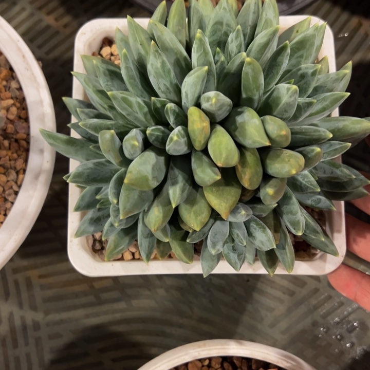 重楼朵朵缀自然群