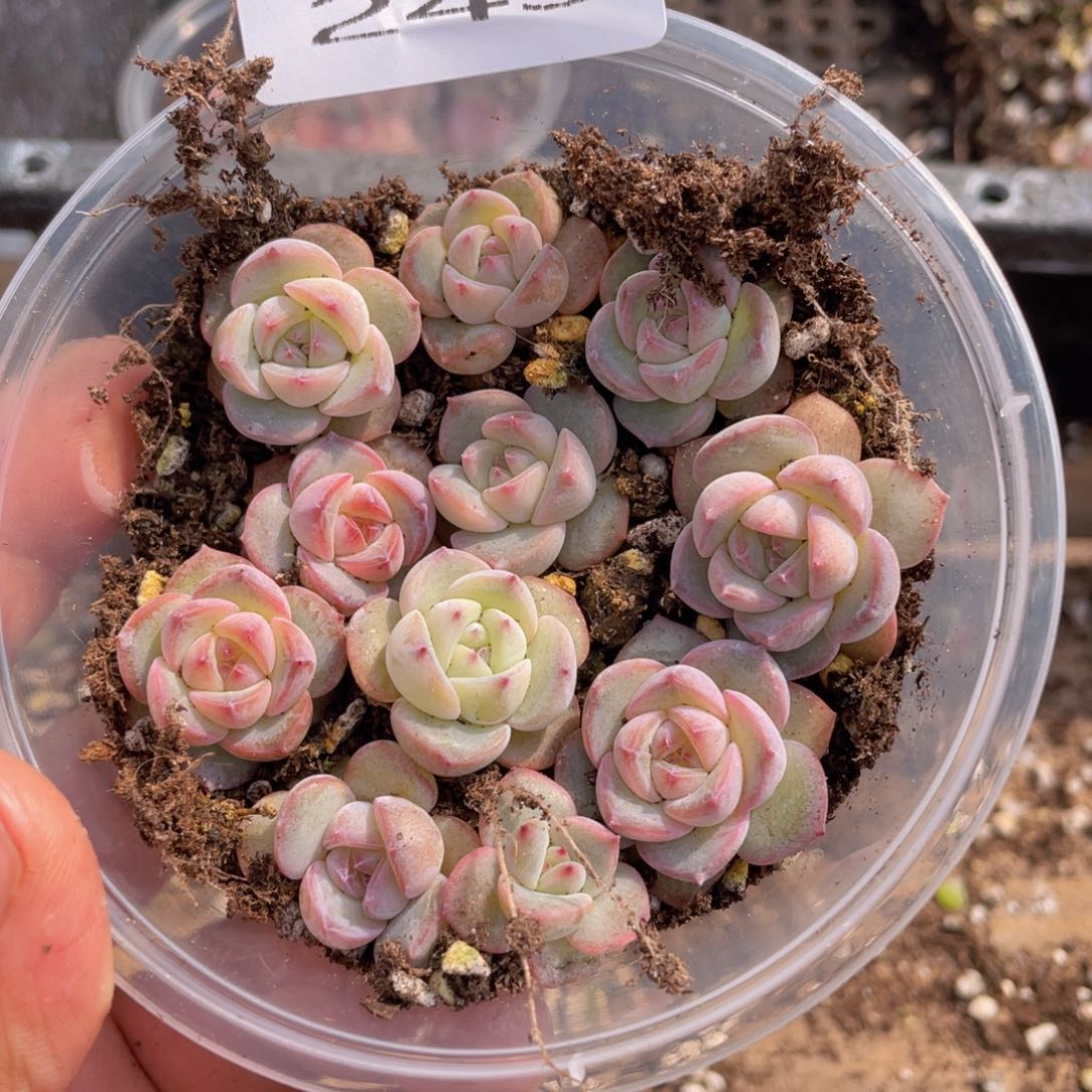 多肉植物多肉植物243