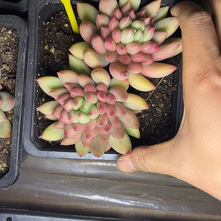 桐****多肉植物米其林939