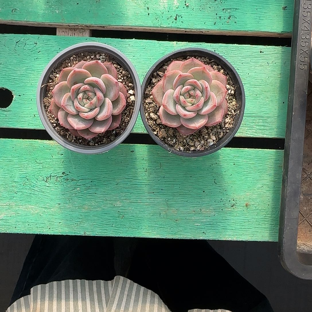 婕***卡2颗寄养。          