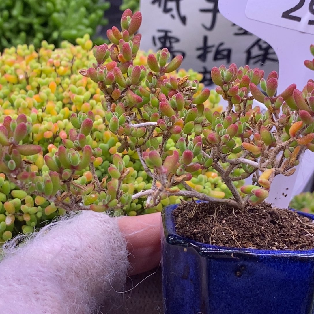 294红宝石带盆。            