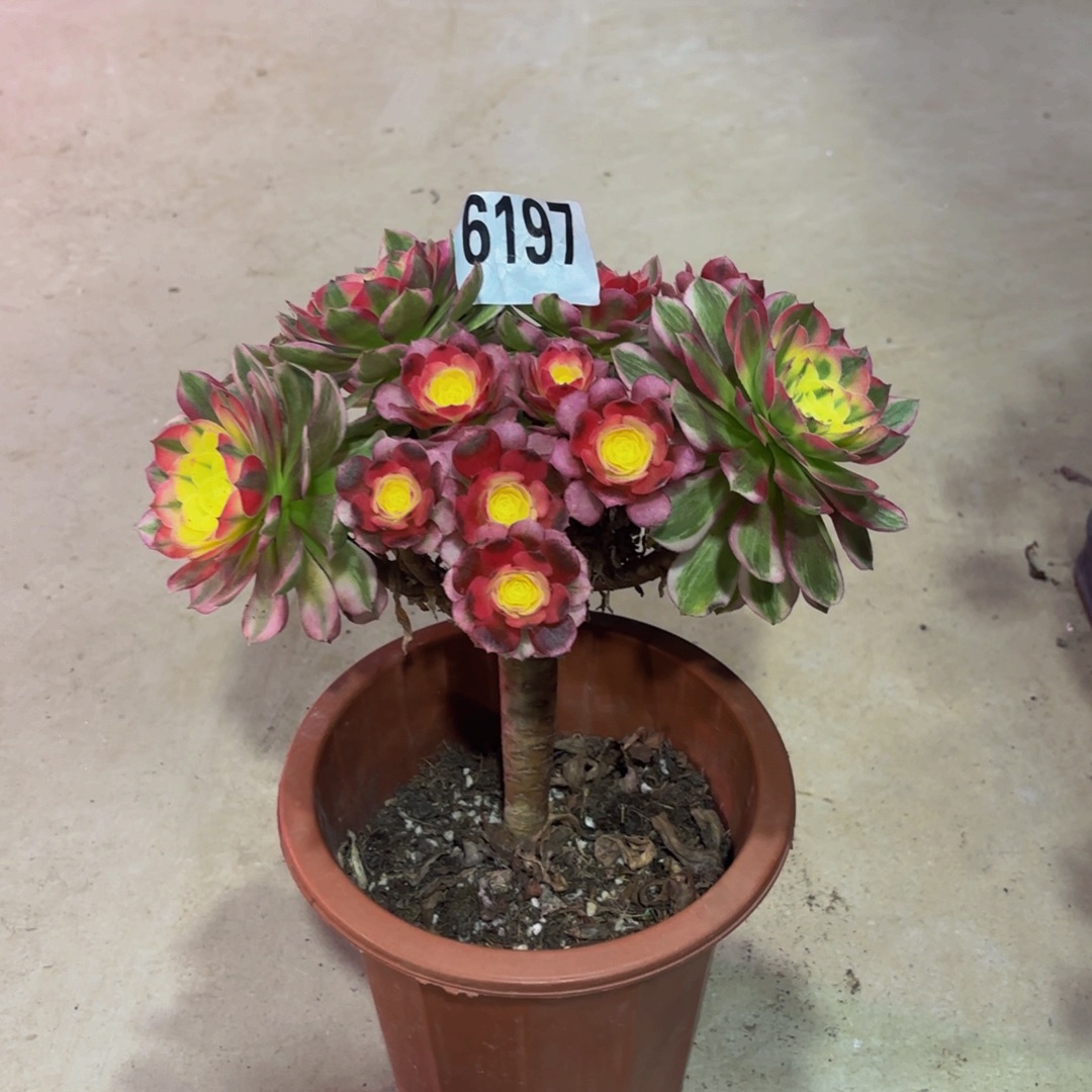 无花朵6197海王1111111