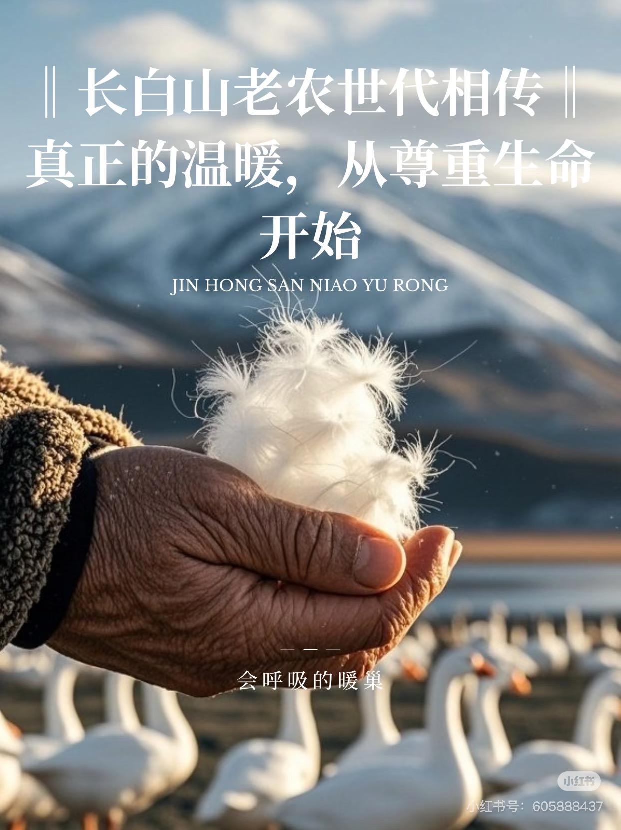 CHEN HENG 90白鹅绒（HC）M8860